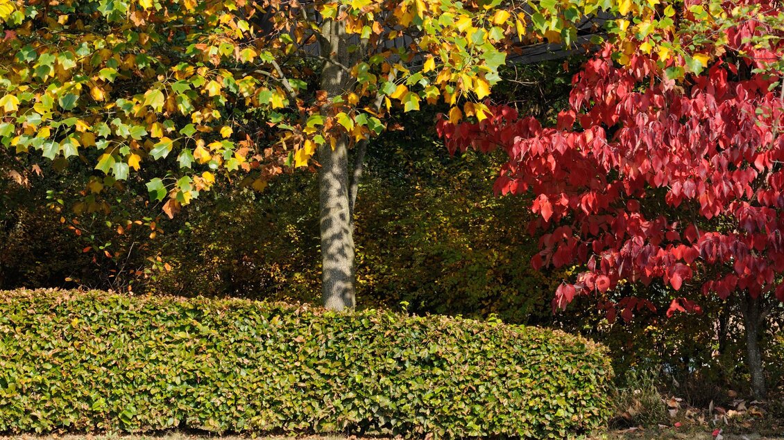 Susis Garten_NEU 5_2024 | © © Susis Garten