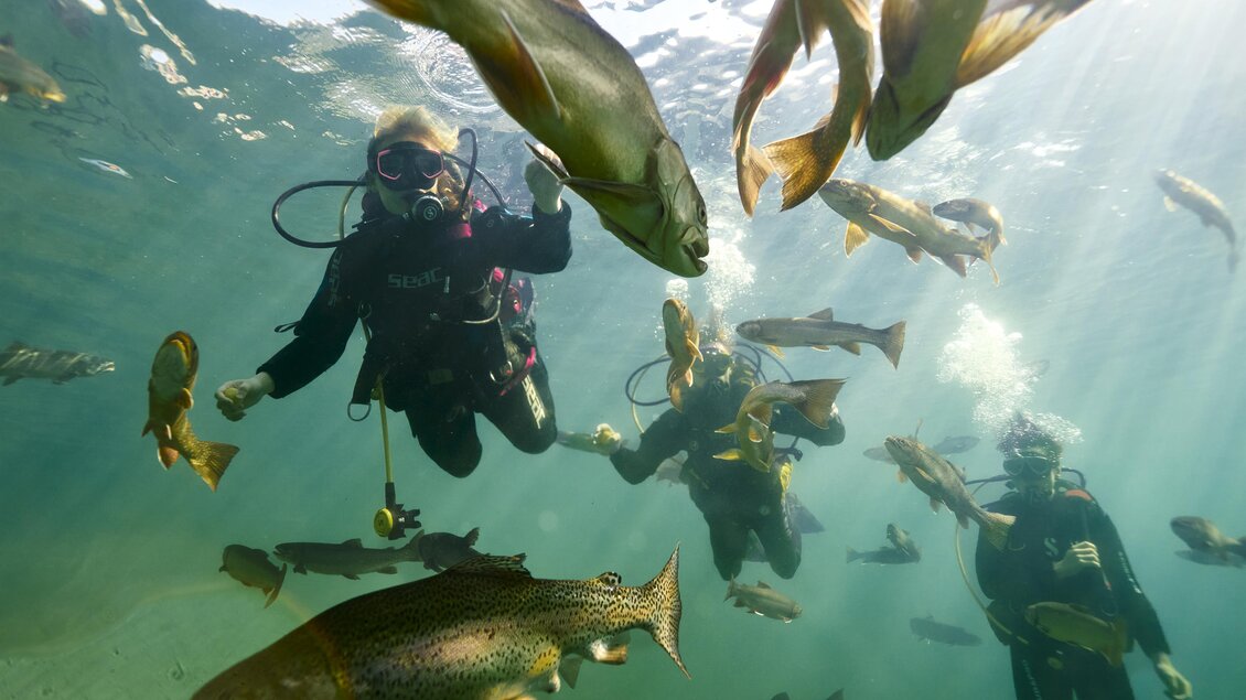 Taucher schwimmen unter Wasser umgeben von Fischen. Das Wasser ist klar und die Lichtstrahlen fallen sanft ein. | ©  Susanne Einzenberger