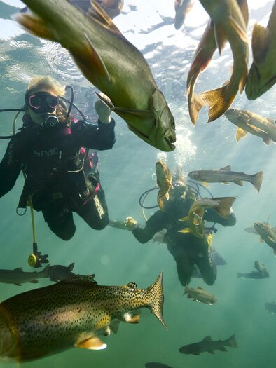Divers swim underwater surrounded by fish. The water is clear and the sunlight filters gently through. | ©  Susanne Einzenberger