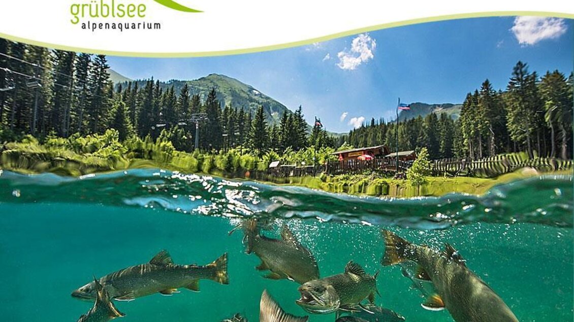Ein klarer See mit schwimmenden Fischen und umgebenden Bergen. Im Hintergrund sind Bäume und eine hügelige Landschaft zu sehen. | © Tauchschule Alpenaquarium Grüblsee