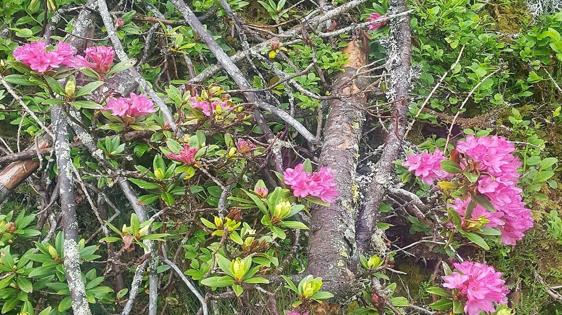 Bunte Rhododendronblüten wachsen zwischen Ästen und frischem Grün. Die Szene strahlt ein Gefühl von Natürlichkeit und Ruhe aus. | © Erlebnisregion Murtal