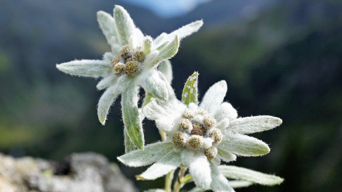 Eine edelweissblüte mit weißen, samtigen Blütenblättern wächst auf einem steinigen Untergrund. Im Hintergrund sind grüne Berge und ein blauer Himmel sichtbar. | © Erlebnisregion Murtal