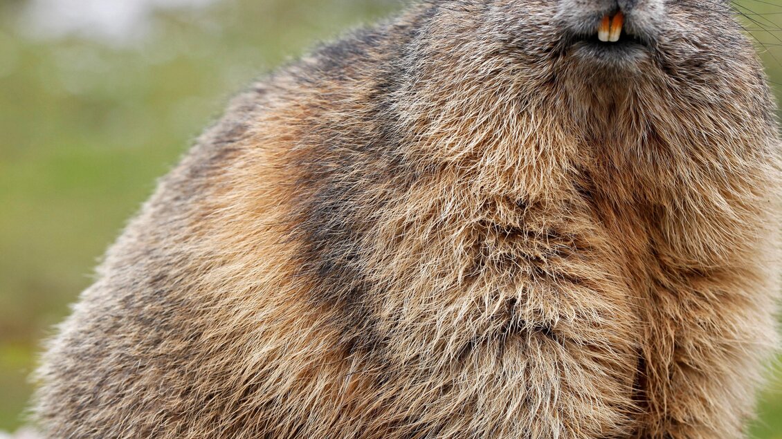 Ein gestromter Murmeltier sitzt auf einem Felsen. Es hat ein rundes Gesicht und auffällige Vorderzähne. | © Erlebnisregion Murtal
