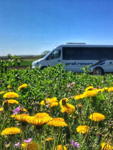 Prall | © Omnibus Prall