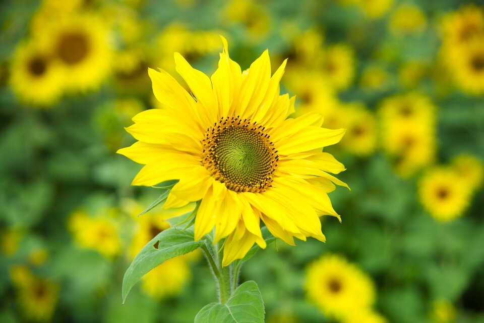 Taxi Sopa - Impression #1 | © TVB Thermen- & Vulkanland