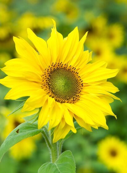 Sujetfoto Blume | Werner Krug | © TVB Thermen- & Vulkanland