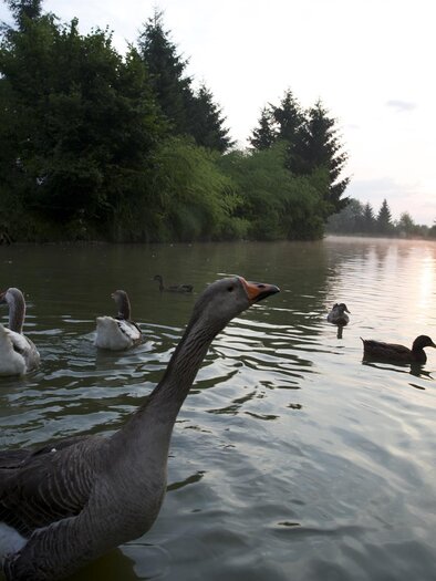 Teich | © TV Südsteiermark - Paul Stelzl