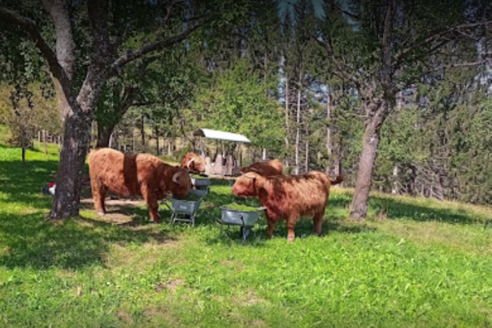 Temmel - Paulitsch´n, Gasthaus - Impression #1 | © Temmel - Paulitsch'n, Gasthaus