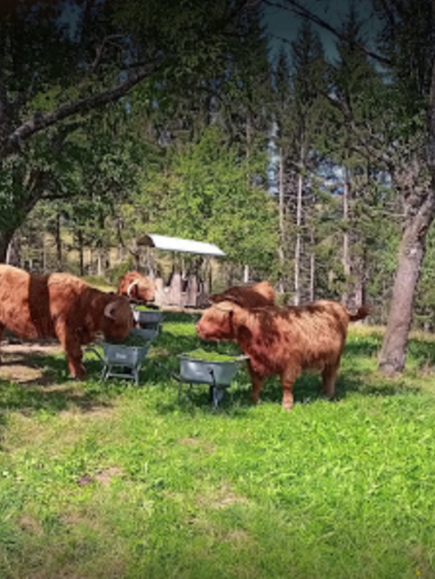 Two Highland cattle are grazing in a green meadow under trees. In the background, there is a small feeding station. | © Temmel - Paulitsch'n, Gasthaus
