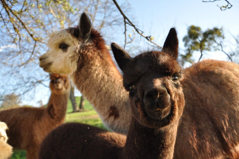 Thermal spa land Alpacas in Gnas - Impression #1 | © Thermenland Alpakas