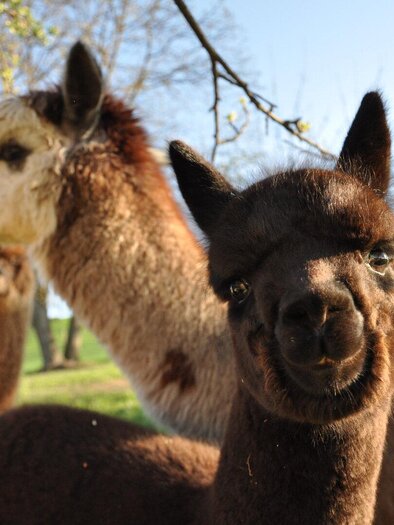 Thermenlandalpakas.JPG | © Thermenland Alpakas