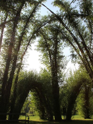 Ein schöner Baumgarten mit hohen, gewölbten Bäumen. Die Sonne scheint durch die Blätter und schafft eine ruhige Atmosphäre. | © Kurkommission Bad Blumau