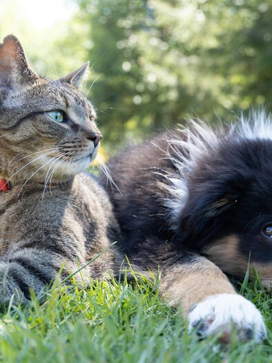 Hund und Katze | © unsplash@andrew-s-ouo