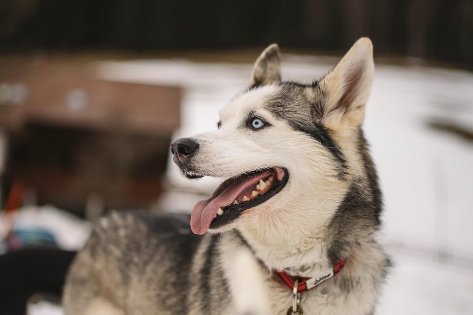 Vetenerian Dr. Veronika Bauer - Impression #1