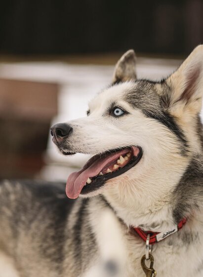 Tierarztpraxis für Hunde und Katzen | © www.stefanleitner.com | Stefan Leitner