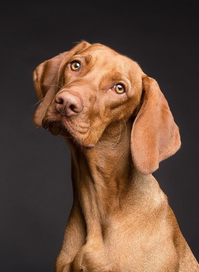 Tierarztpraxis | Péter Göblyos | © Pixabay