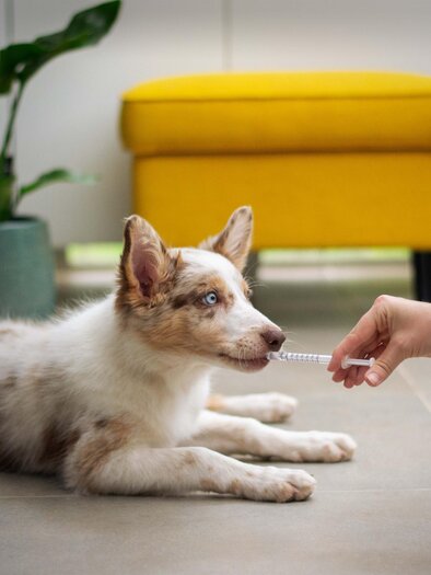 Tierarzt | © unsplash.com-moob