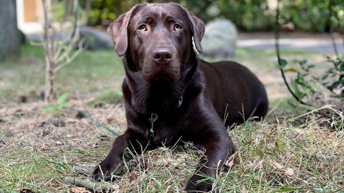 Ein brauner Labrador liegt entspannt im Gras. Im Hintergrund sind Bäume und ein unscharfes Grundstück sichtbar. | © Stephanie Bor