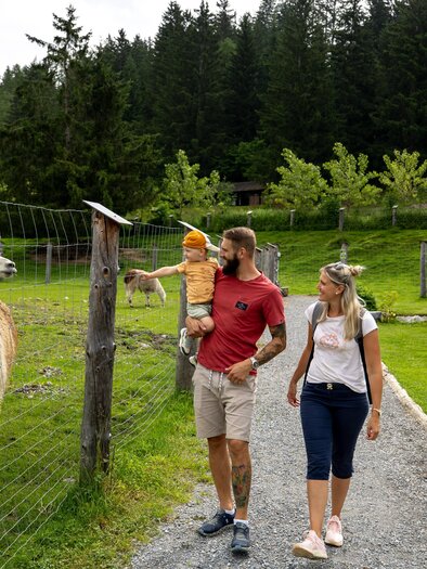 Alpaka | © Tourismusverband Murau