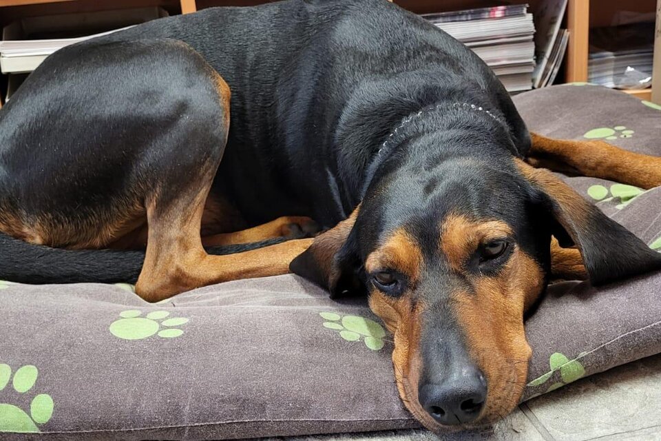 Liezen Veterinary Practice - Impression #1 | © Nicole Fluch