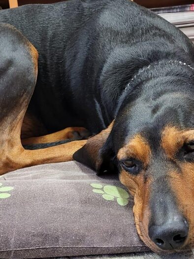 Tierpraxis Liezen | © Nicole Fluch