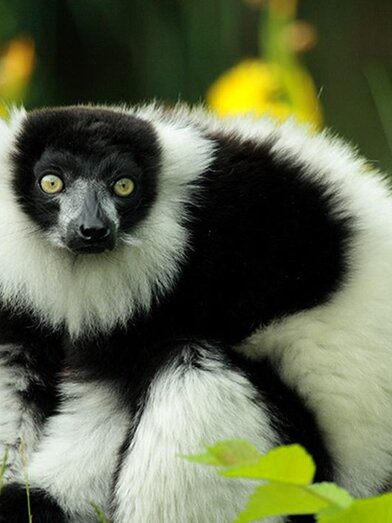 Tierwelt Herberstein_Vari _Eastern Styria | © Tierwelt Herberstein | © Tierwelt Herberstein