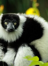 Tierwelt Herberstein_Vari _Eastern Styria | © Tierwelt Herberstein | © Tierwelt Herberstein