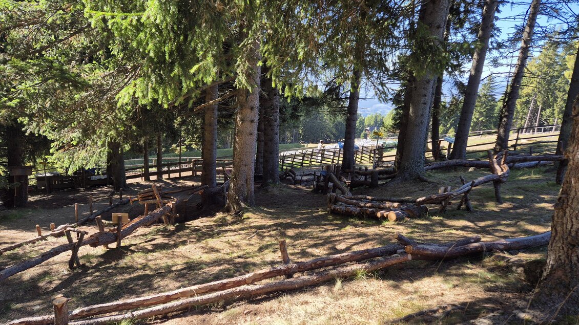 Ein ruhiger Wald mit großen Bäumen und einem gepflegten Boden. Im Hintergrund sind Zäune und ein klarer Himmel sichtbar. | © TVB Murau