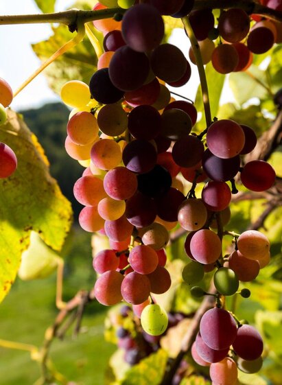 Symbolbild Kulinarik