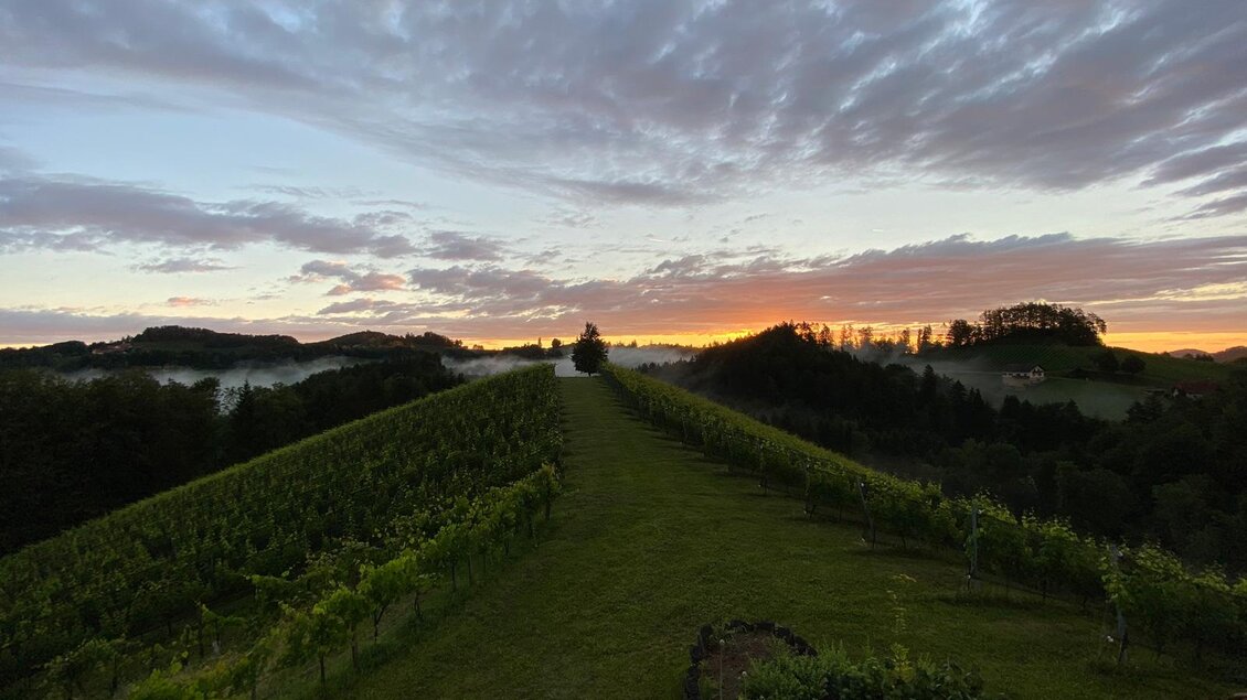 Eine malerische Weinlandschaft bei Sonnenaufgang, umgeben von sanften Hügeln und einem ruhigen Himmel. Der Nebel verleiht der Szene eine friedliche Atmosphäre. | © Trautenburg Stub´n