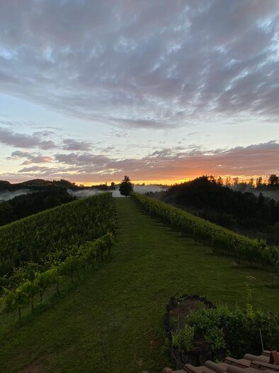 Eine malerische Weinlandschaft bei Sonnenaufgang, umgeben von sanften Hügeln und einem ruhigen Himmel. Der Nebel verleiht der Szene eine friedliche Atmosphäre. | © Trautenburg Stub´n