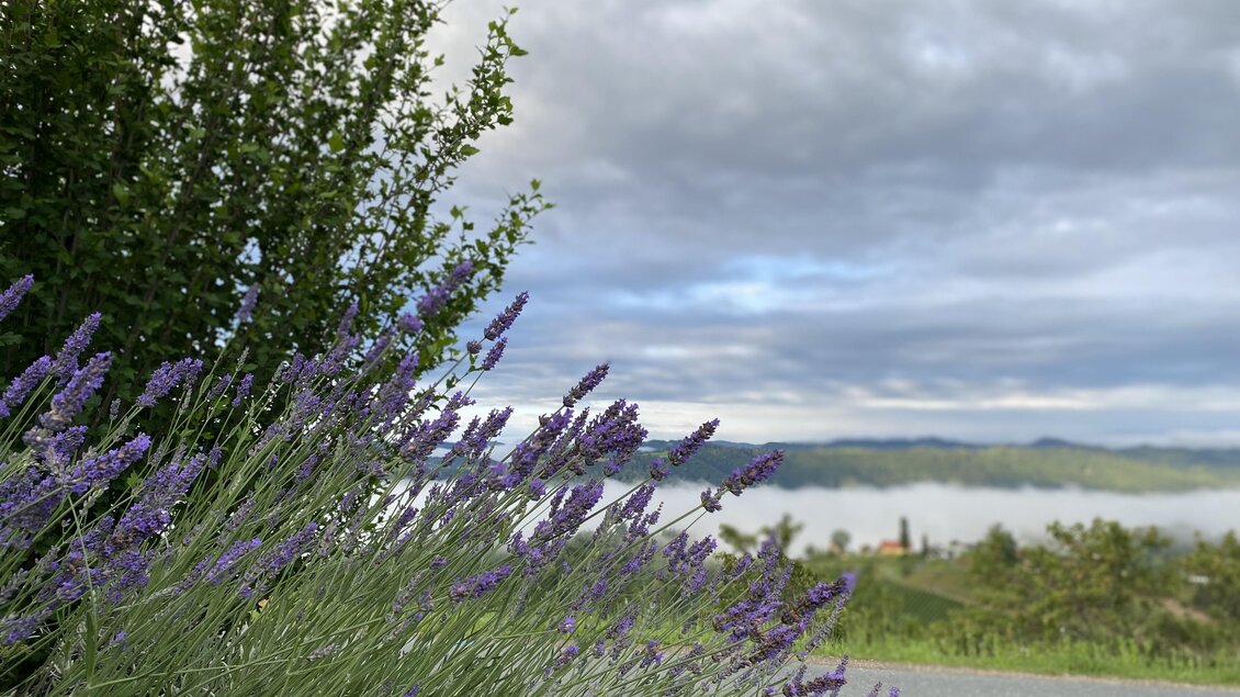 Ein Lavendelfeld mit lila Blüten steht im Vordergrund. Im Hintergrund sind sanfte Hügel und ein bewölkter Himmel zu sehen.
