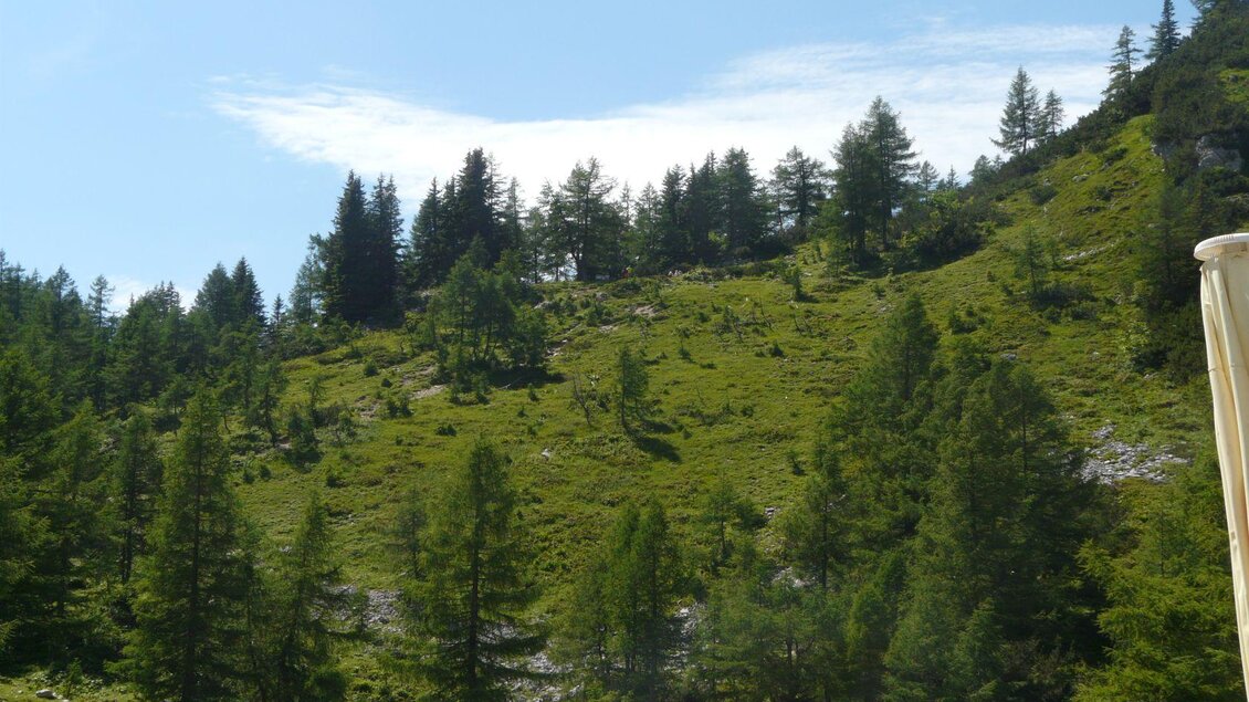Ein grüner Hang mit dichten Bäumen und klarem blauen Himmel. Die Landschaft strahlt Ruhe und Naturverbundenheit aus. | © TVB Ausseerland Salzkammergut/S. Zink