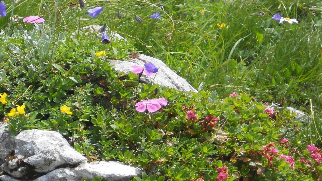 Eine farbenfrohe Blumenwiese mit violetten, pinken und gelben Blüten. Felsen liegen verstreut zwischen dem üppigen Grün. | © TVB Ausseerland Salzkammergut/C. Arzberger
