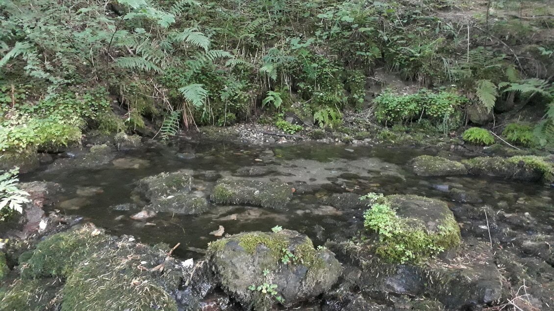 Ein klarer, kleiner Bach fließt über moosbedeckte Steine. Umgeben von üppigem Grün und Farnen bietet die Szene eine ruhige, natürliche Atmosphäre. | © Tourismusverband Murau