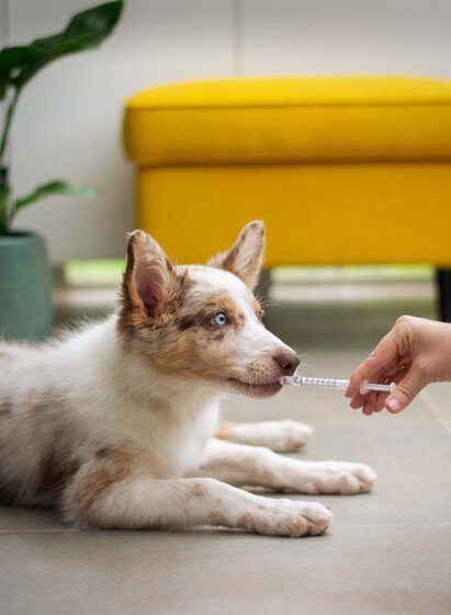 Tierärztin in St. Peter/O. | © unsplash.com-moob