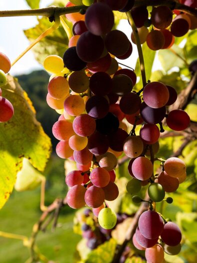 Symbolbild Kulinarik