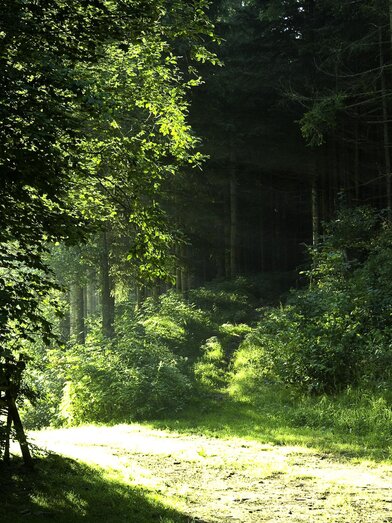 Forest nature trail Vorau_clearance_Eastern Styria | Sonja Spitzer | © Verein der Vorauer Wirtschaft