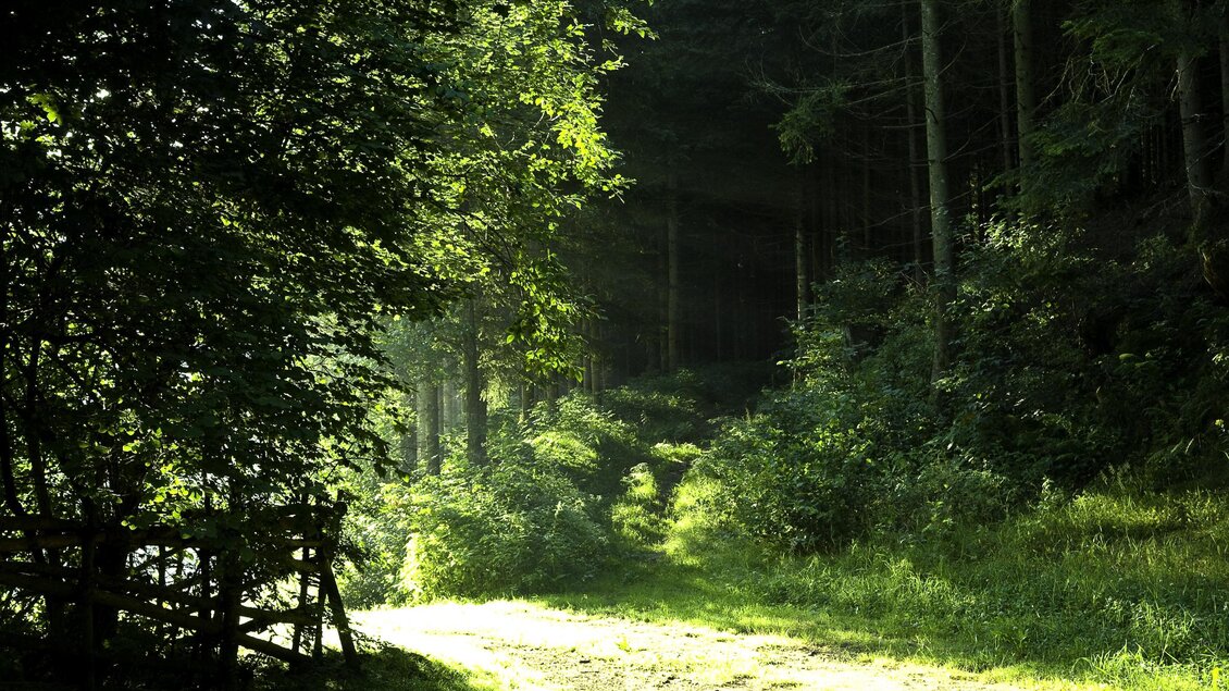 Waldlehrpfad Vorau_Lichtung_Oststeiermark | © Verein der Vorauer Wirtschaft