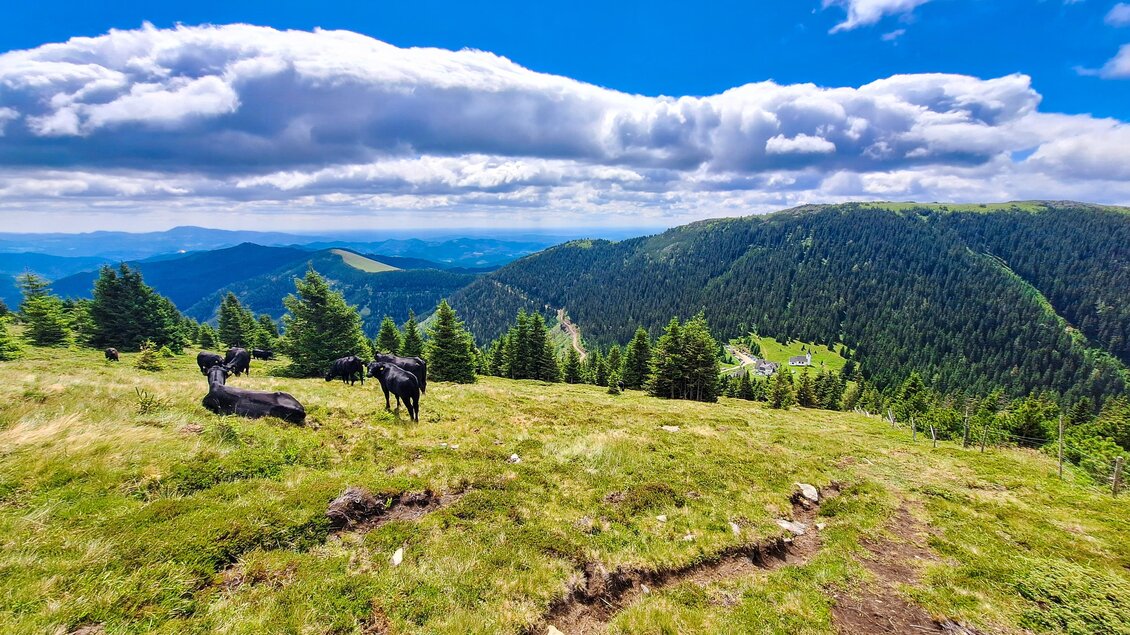 Eine malerische Berglandschaft mit grünen Wiesen und sanften Hügeln. Einige Kühe grasen friedlich in der Natur unter einem blauen Himmel mit wolkigen Abschnitten. | © Verena Menapace
