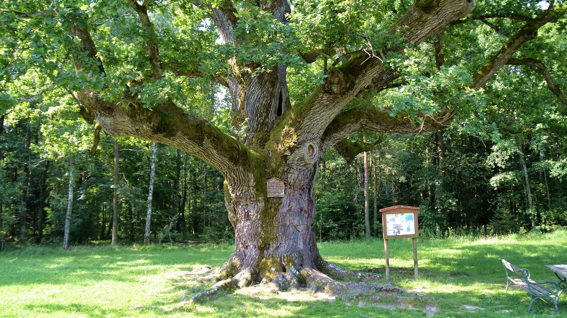 Ein großer, alter Baum mit einer weit ausladenden Krone steht auf einer Wiese. Neben dem Baum befindet sich ein Schild mit Informationen. | © Kurkommission Bad Blumau
