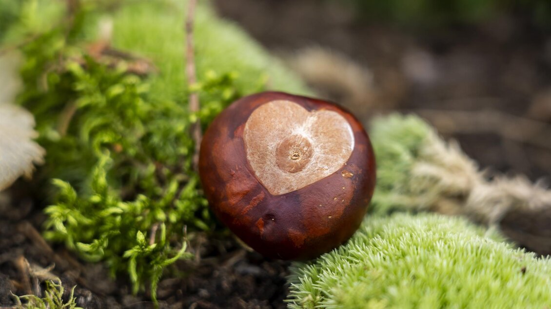 Ein Kastanienbaum mit einem herzförmigen Muster liegt auf grünem Moos. Die Umgebung ist naturnah und freundlich. | © Kurkommission Bad Blumau