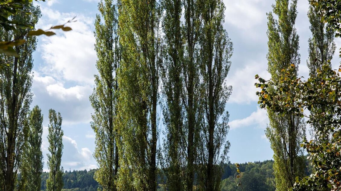Eine grüne Wiese mit hohen Pappeln und einem blauen Himmel. Im Hintergrund sind sanfte Hügel zu sehen. | © Kurkommission Bad Blumau