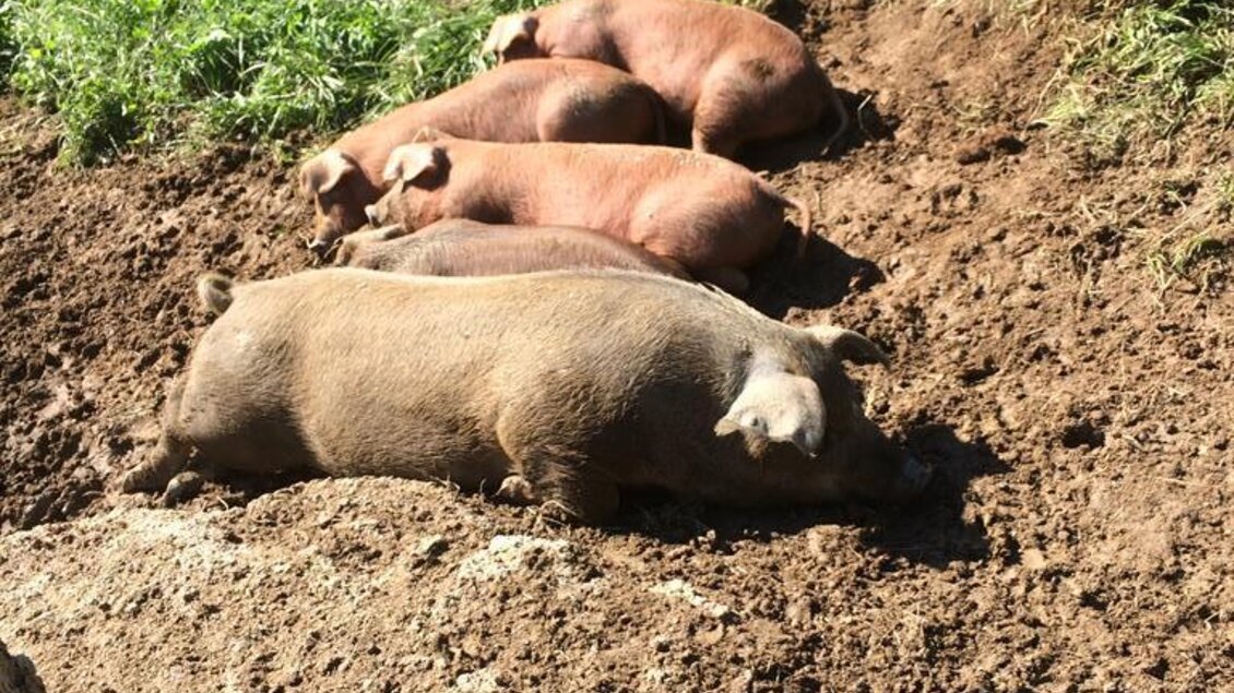 Vier Schweine liegen im Sonnenlicht auf dem Boden. Im Hintergrund sieht man grüne Wiese und Erde. | © Wein- und Genusswelt Garber