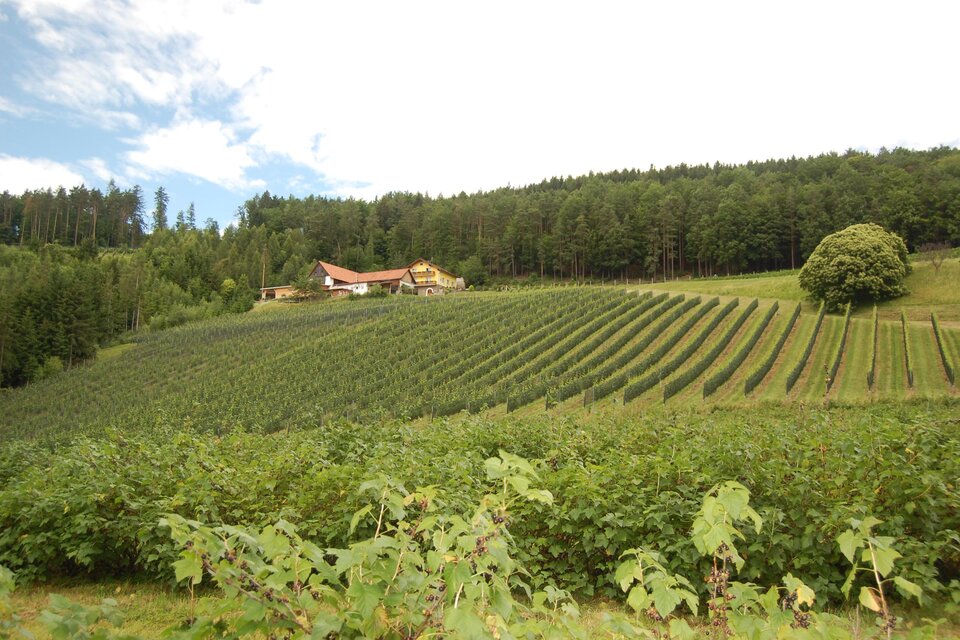 Durlacher Wine and Fruit Farm - Impression #1 | © Tourismusverband Oststeiermark