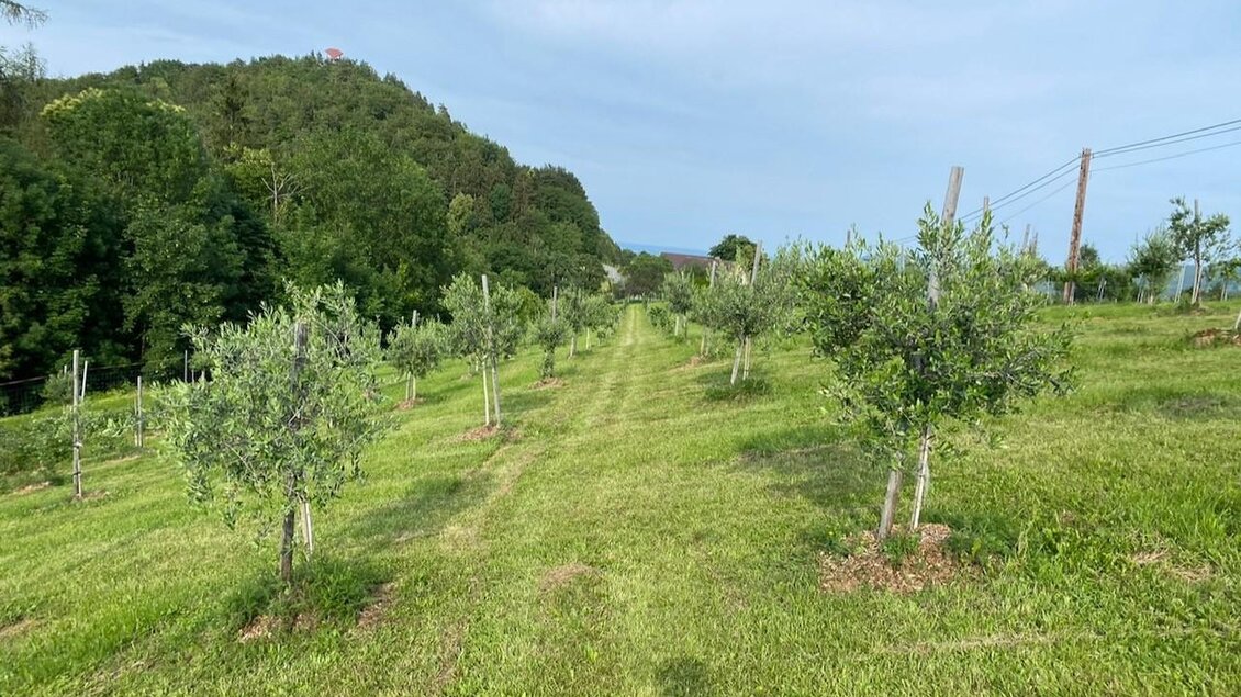 Obsthof Peitler | © Obsthof Peitler