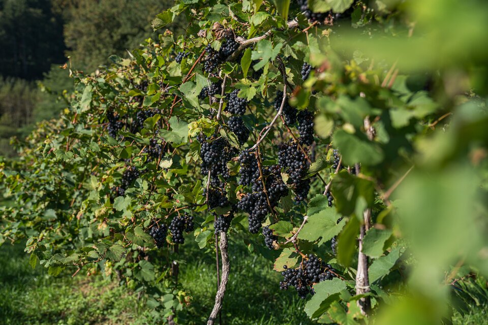 Weinbau Familie Neger - Impression #1 | © Tourismusverband Schilcherland