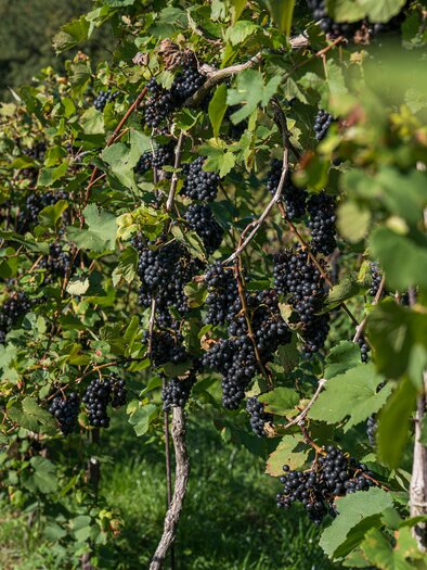 Weingarten | © Tourismusverband Schilcherland