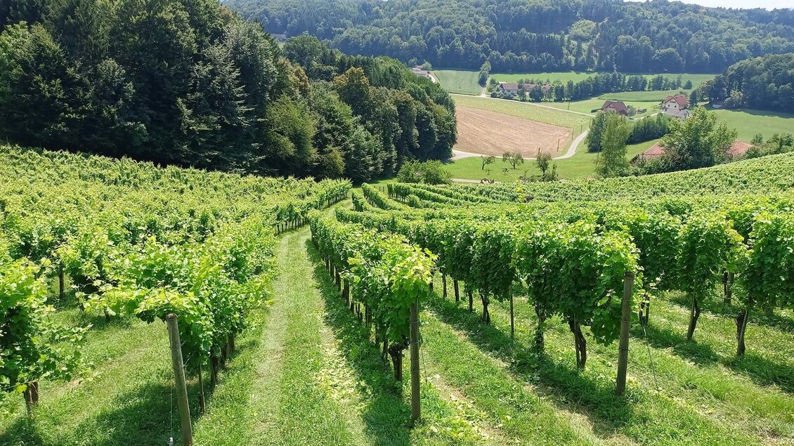 Weingarten | © Wein.Gölles