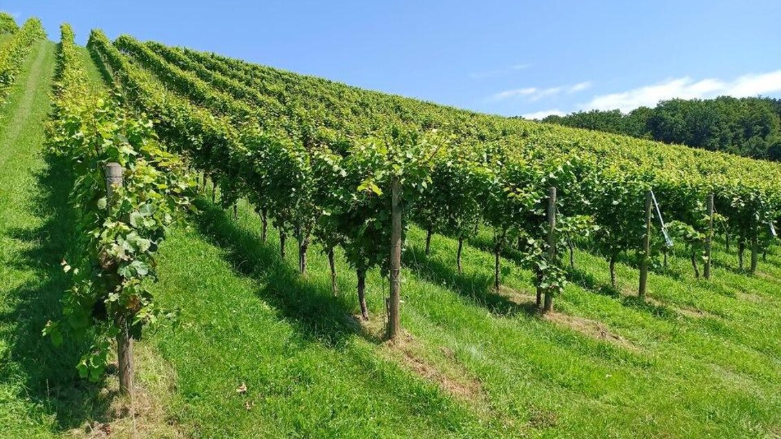 Weingarten2 | © Wein.Gölles